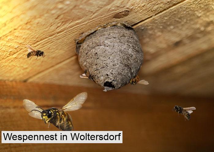 Wespennest in Woltersdorf